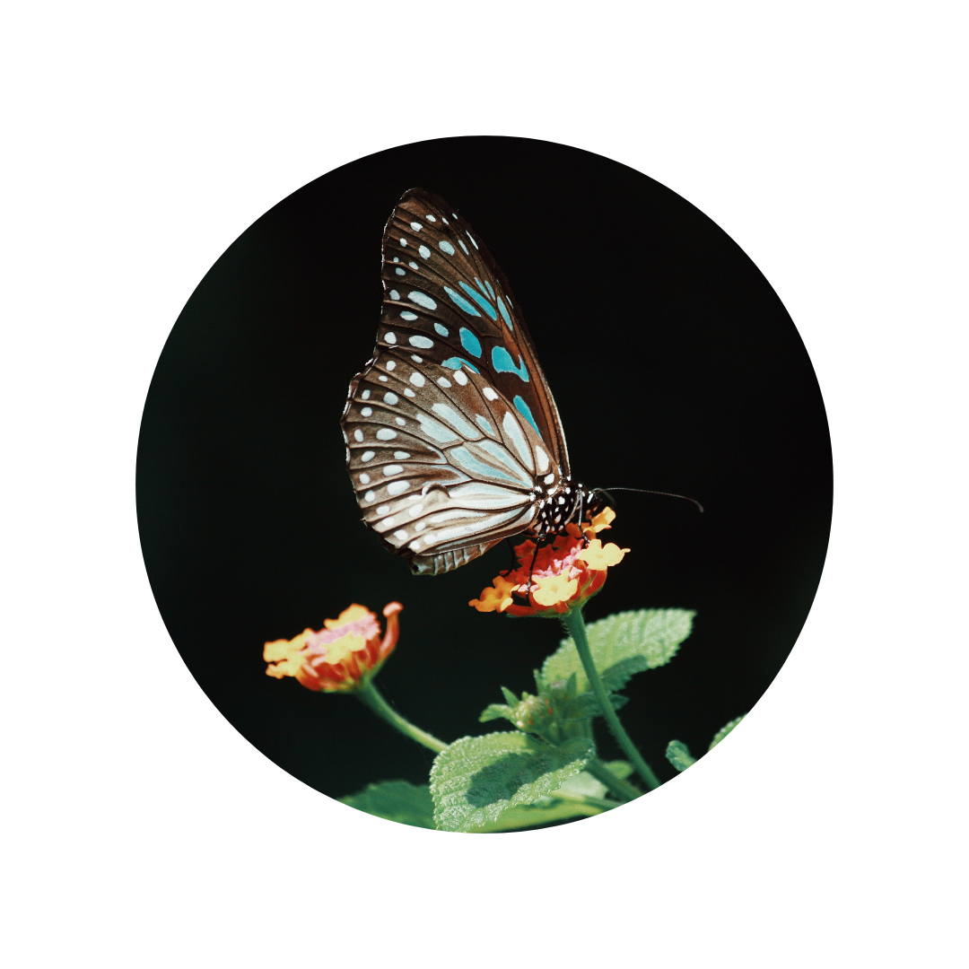 Figura de borboleta